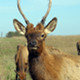 Photo of an elk