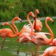 Photo of flamingoes