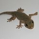 Photo of a gecko