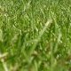 Photo of grass.