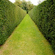 Photo of a hedge
