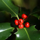 Photo of holly berries