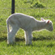 Photo of a lamb.