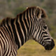 Photo of a zebra.