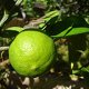 Photo of a lime.