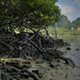 Photo of mangroves.