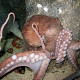 Photo of an octopus.