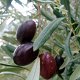 Photo of olives.