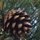 Photo of a pinecone