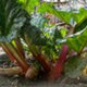 Photo of rhubarb