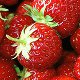 Photo of  strawberries