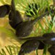 Photo of tadpoles