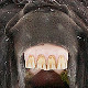 Photo of a horse's teeth