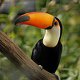 Photo of a toucan.