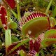 Photo of a venus fly trap.