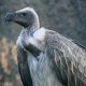 Photo of a vulture.