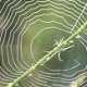 Photo of a spiderweb