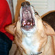 Photo of a dog yelping