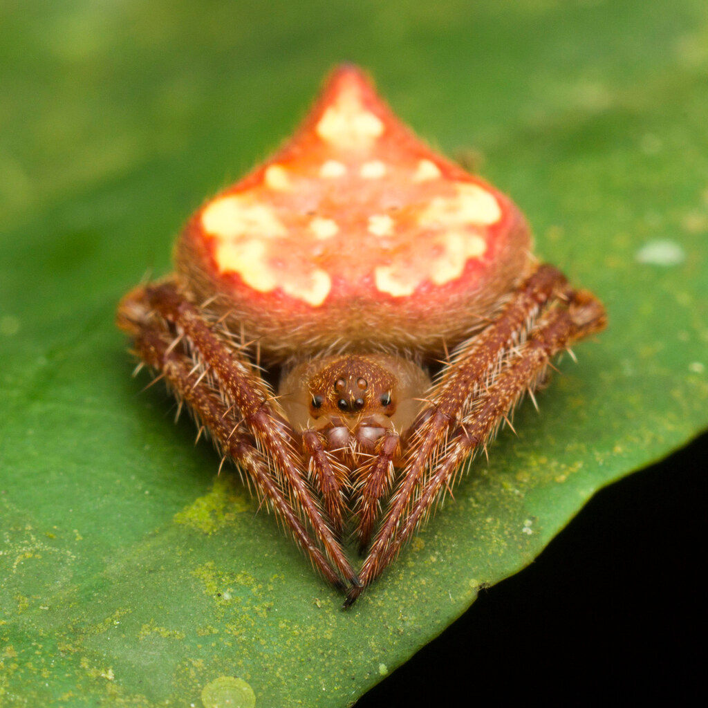 Photo of a spider's abdomen