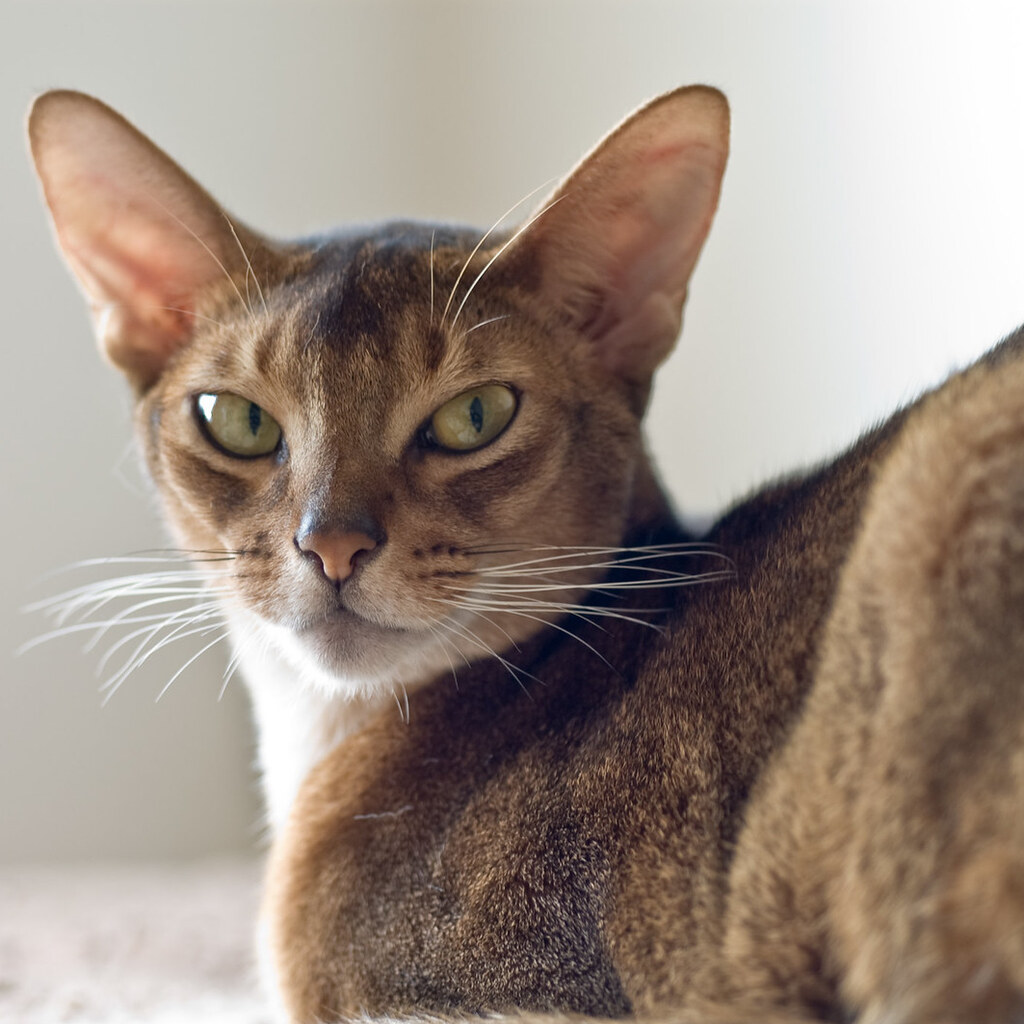 Photo of an abyssinian cat.