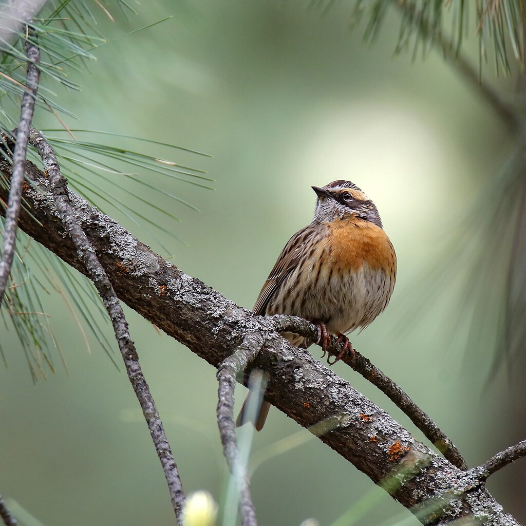 Photo of a accentor