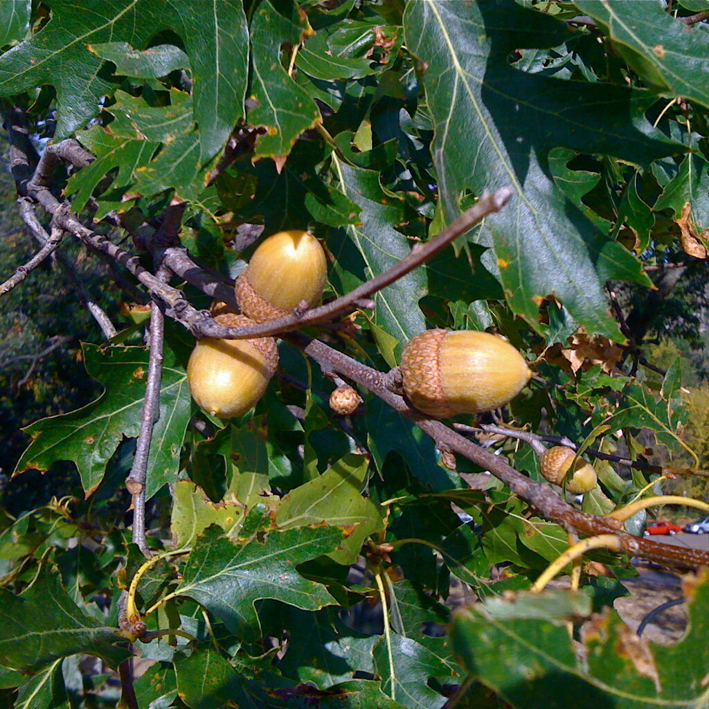 Photo of acorns on an oak tree.
