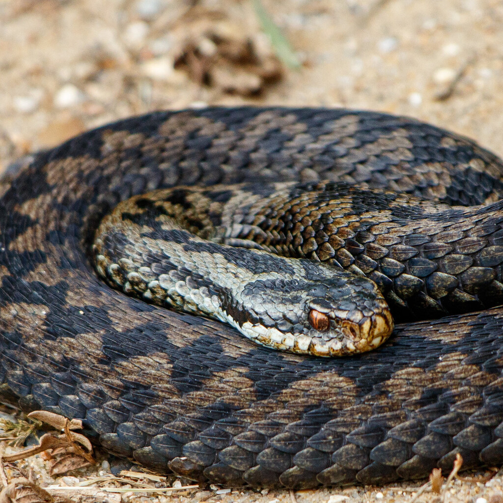 Photo of an adder