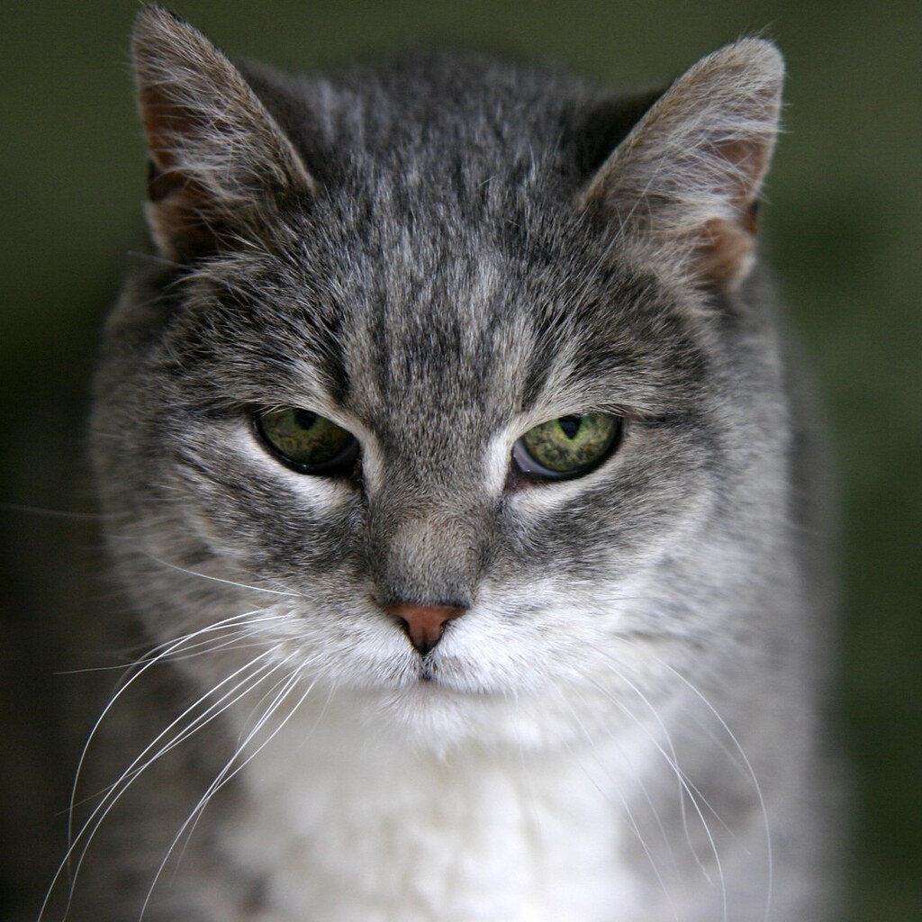 Photo of an adult cat