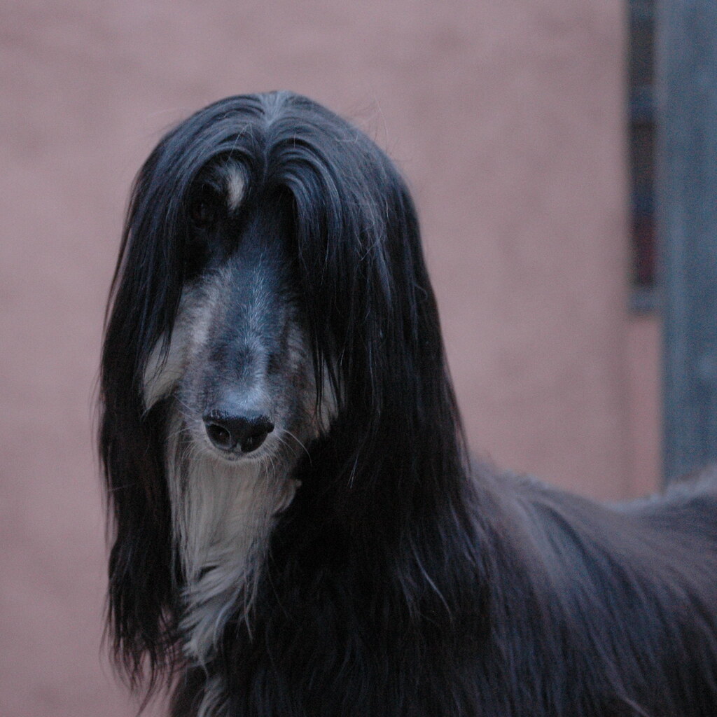 Photo of an afghan hound