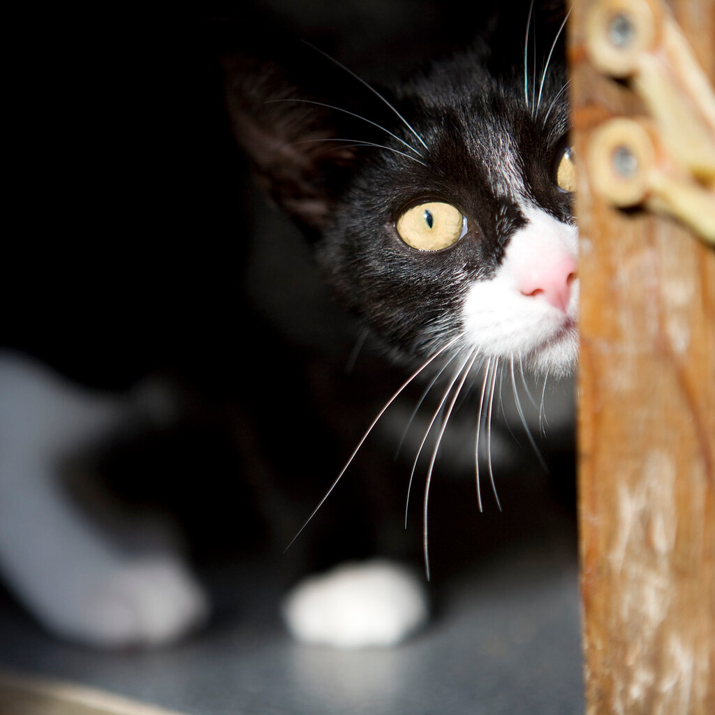 Photo of a scared kitten