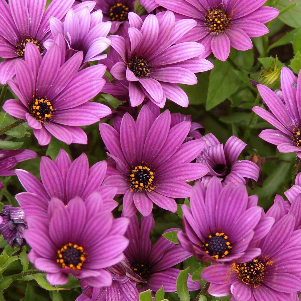 Photo of African daisy flowers