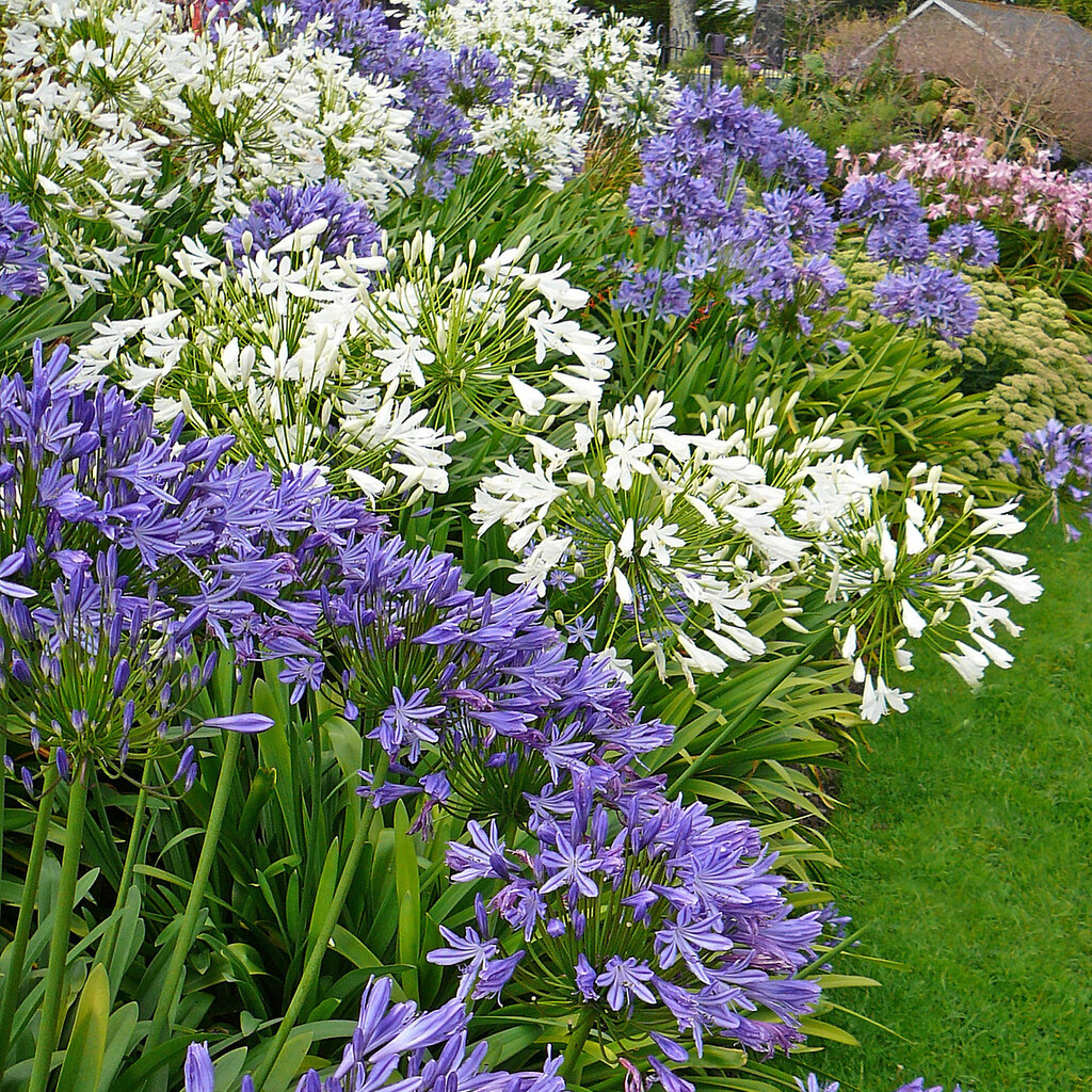 Photo of agapanthus flowers
