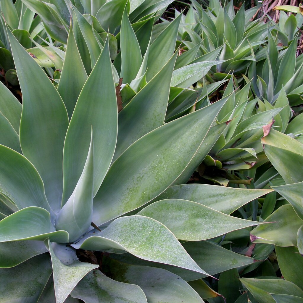 Photo of an agave attenuata