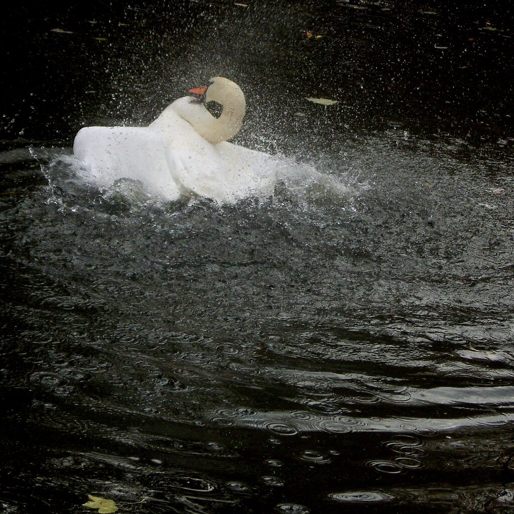An agitated swan