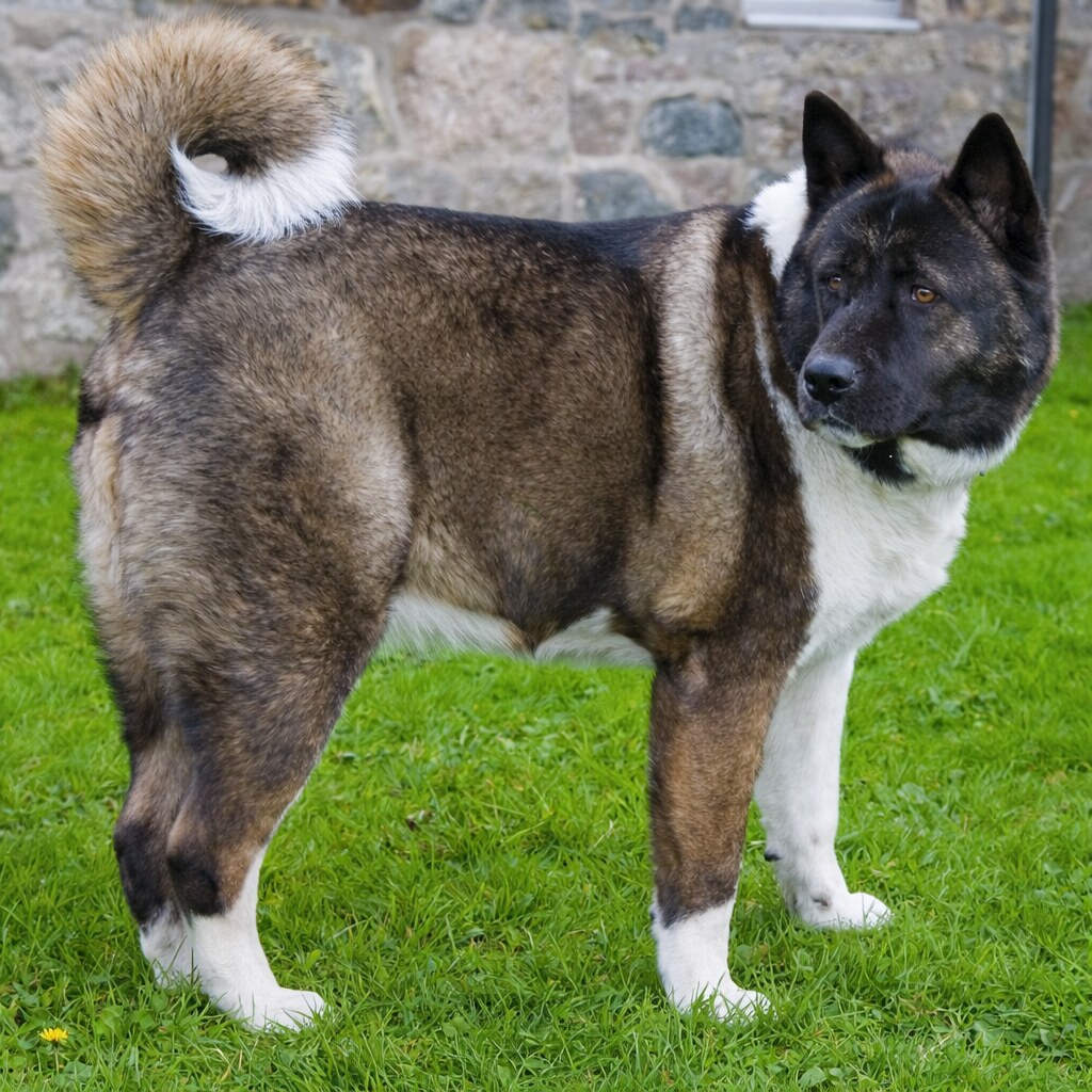 Photo of an akita dog