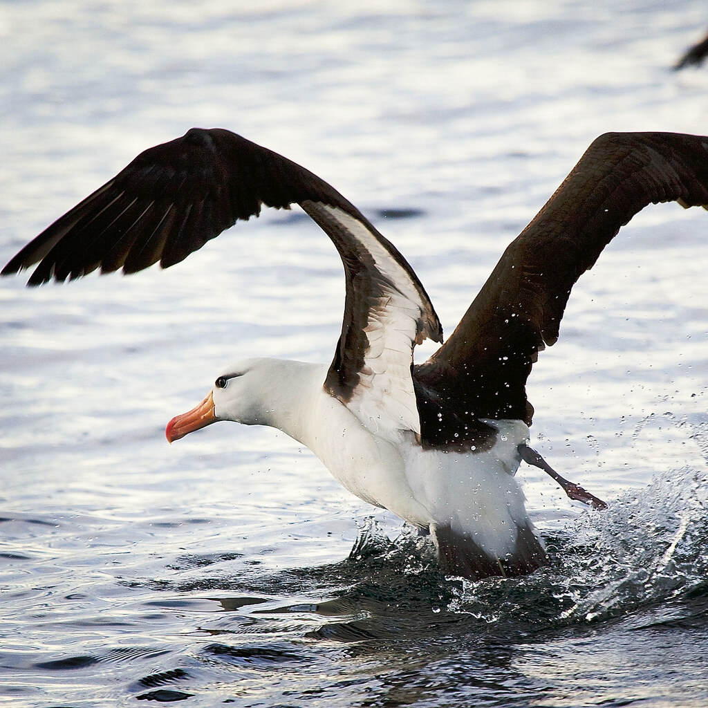 Photo of an albatross