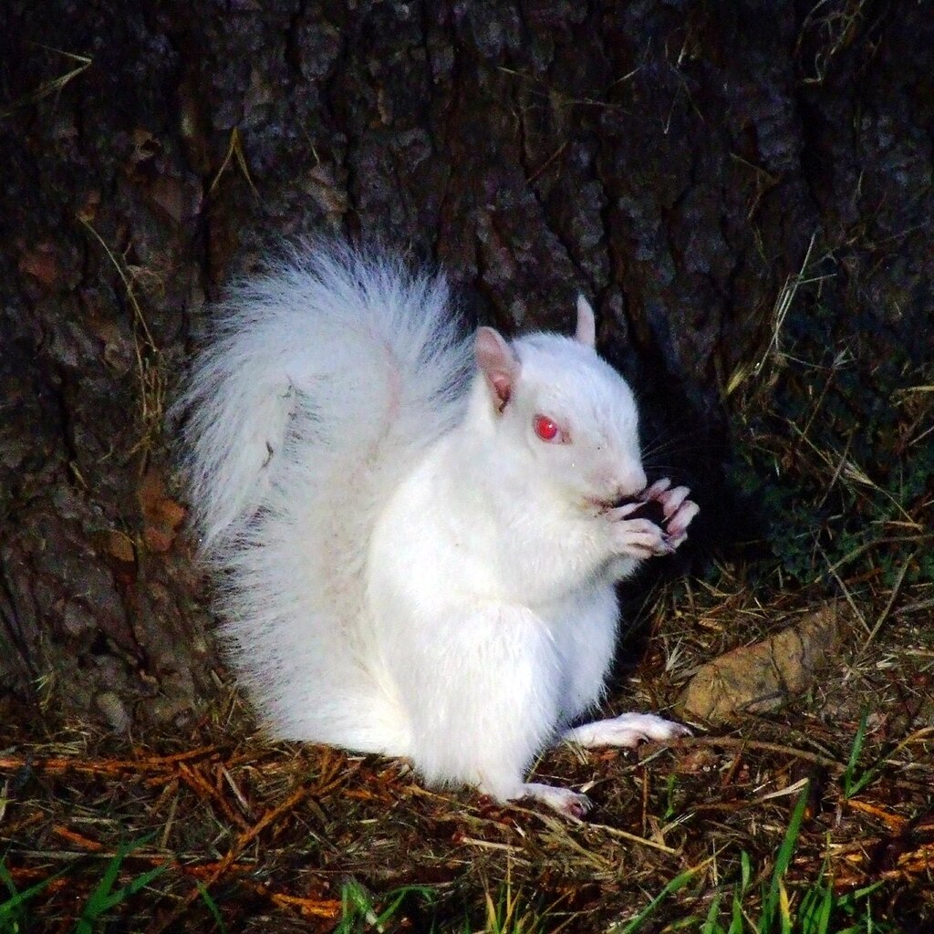 Photo of an albino squirrel
