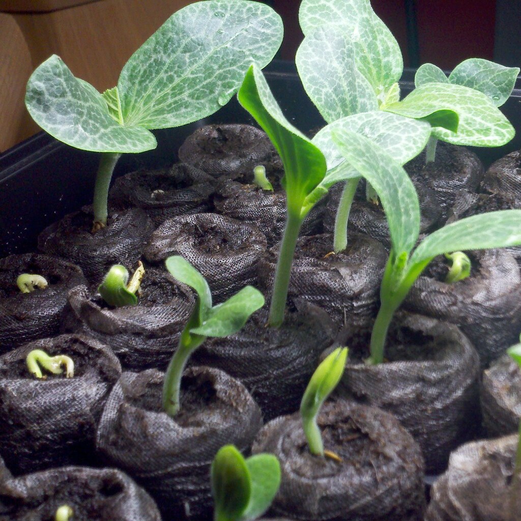 Photo of seeds sprouting