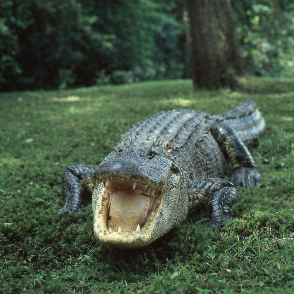 Photo of an alligator