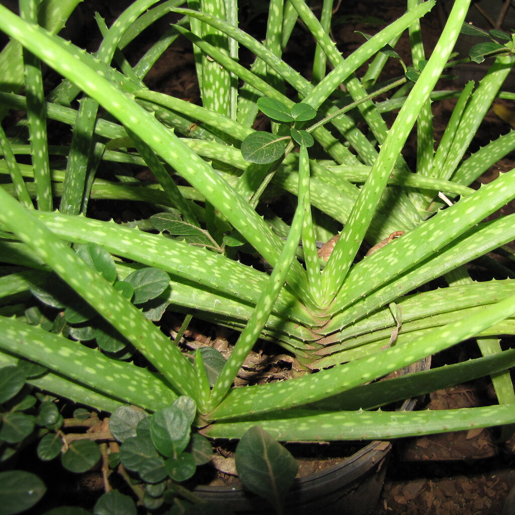Photo of some aloe vera plants