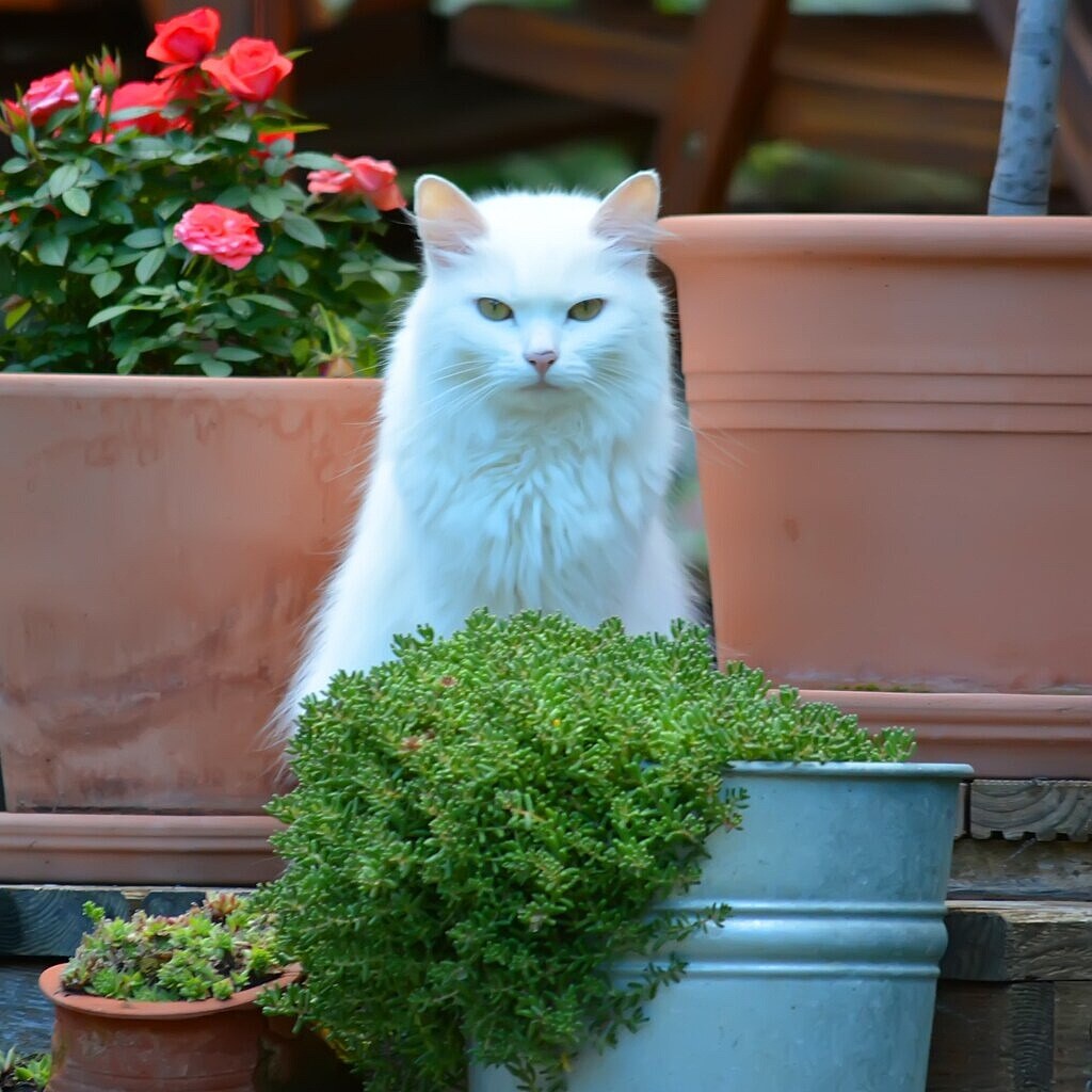Photo of an aloof cat