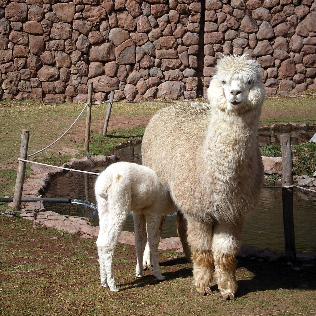 Photo of alpacas