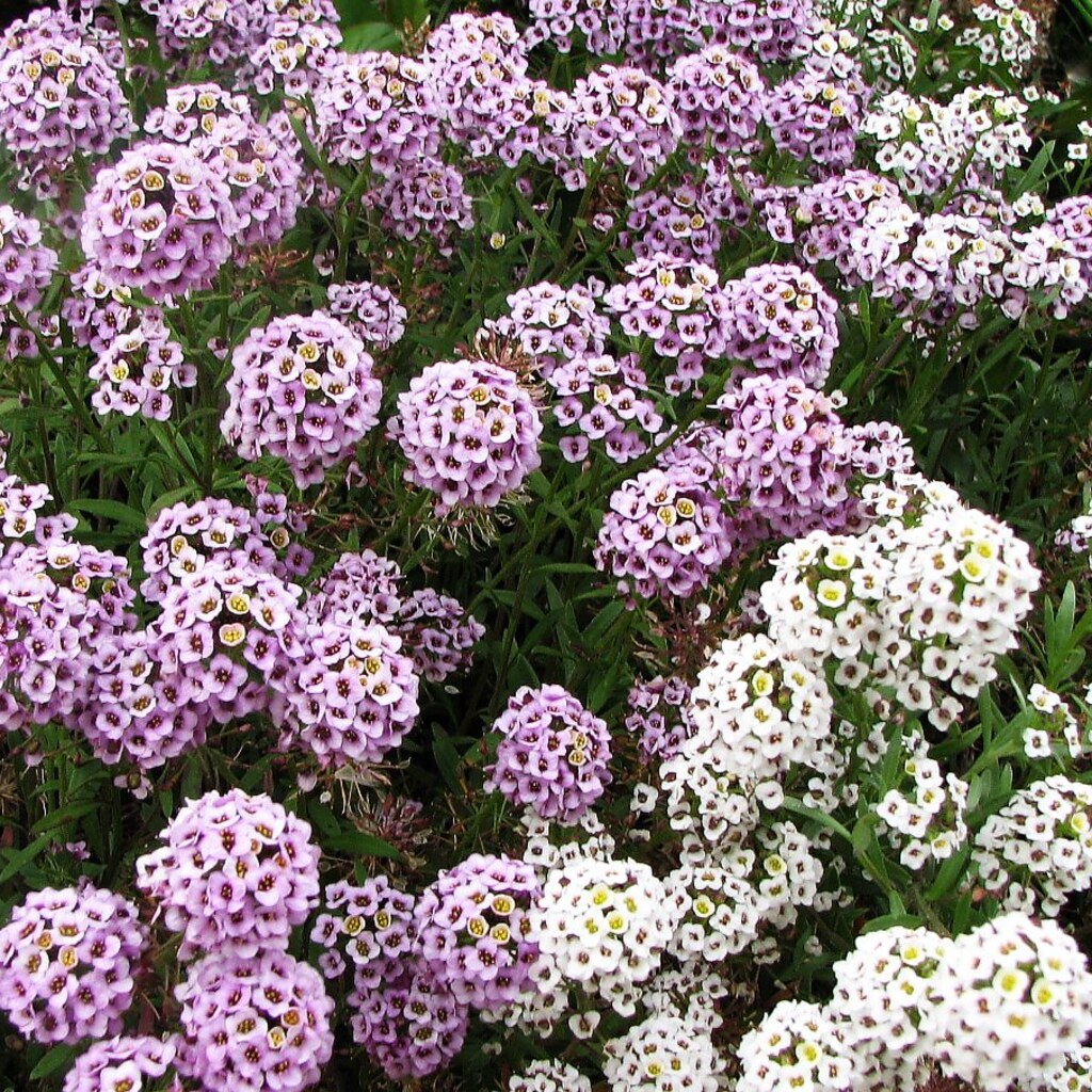 Photo of sweet alyssum