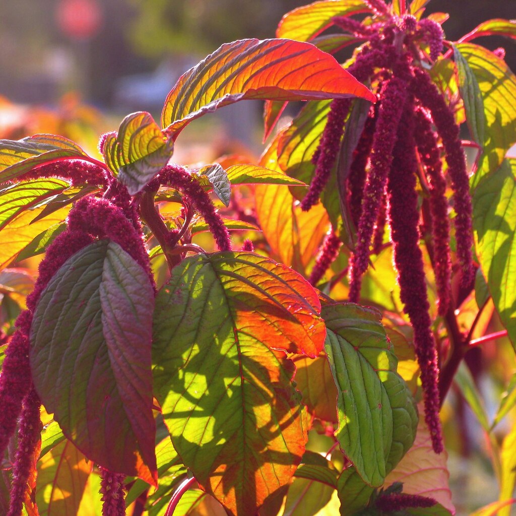 Photo of amaranth.