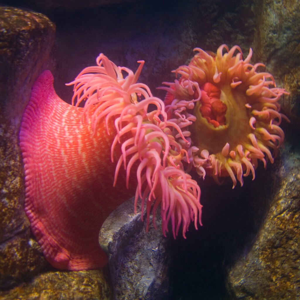 Photo of sea anemones