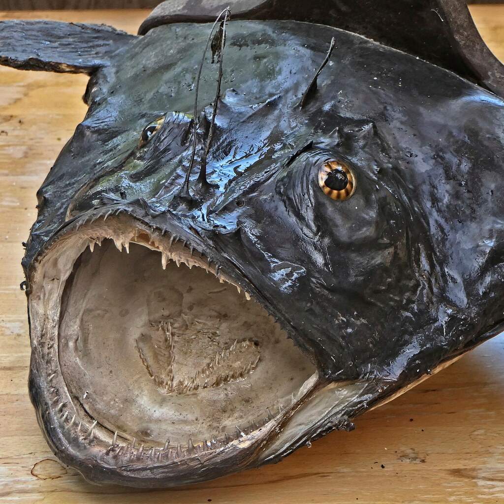 Photo of a taxidermied anglerfish
