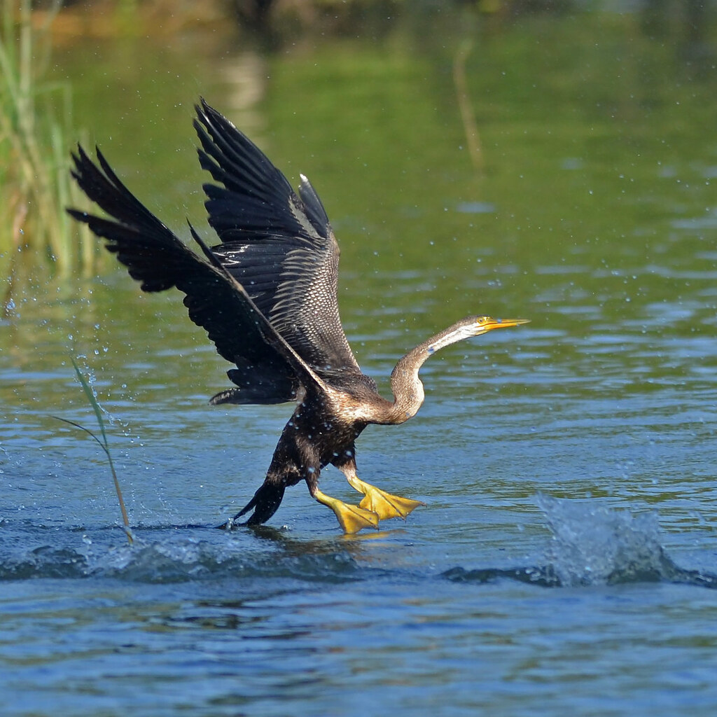 Photo of an anhinga