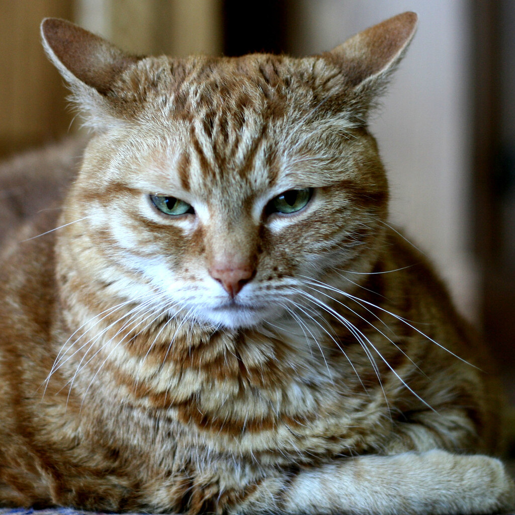 Photo of an annoyed cat