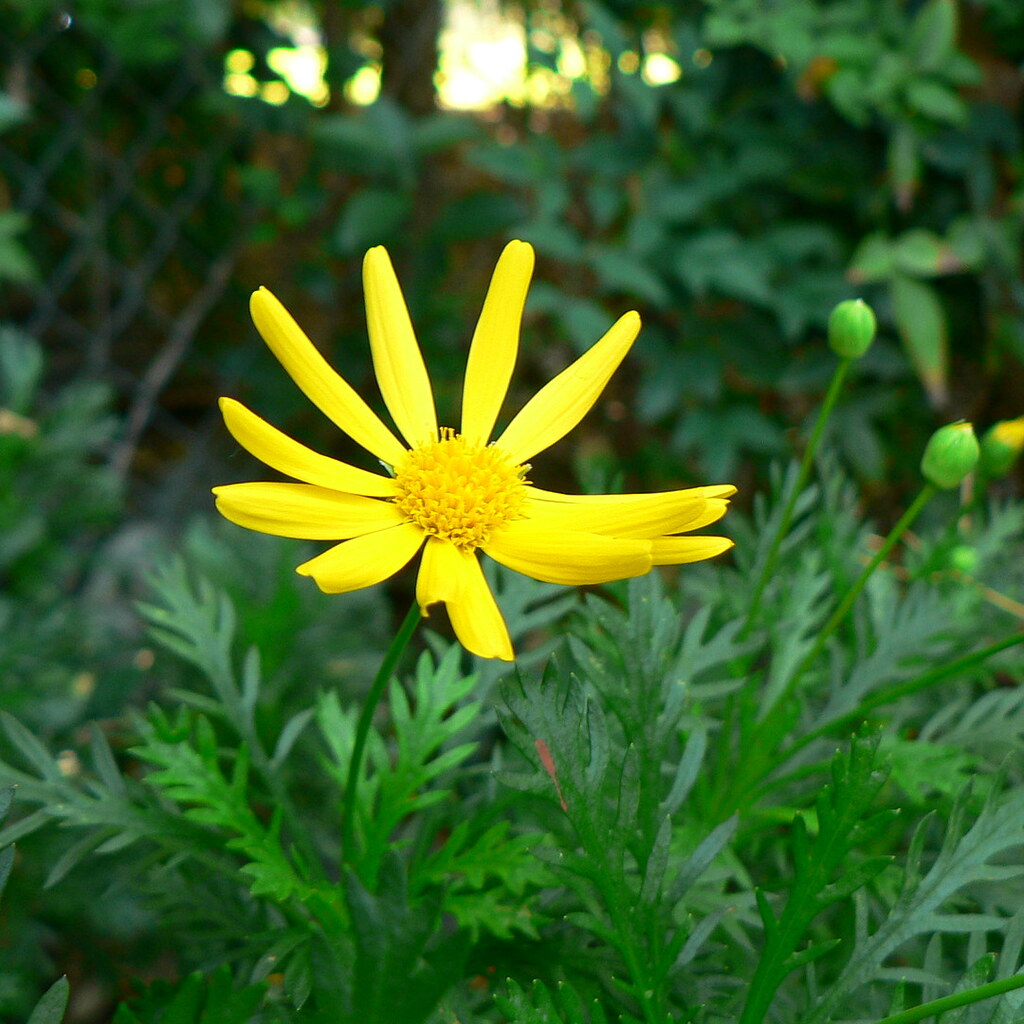 Photo of a yellow flower