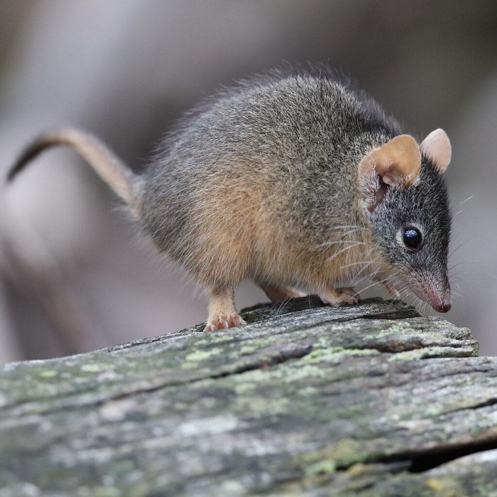 Photo of an antechinus
